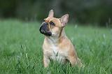 BOULEDOGUE FRANCAIS 1008